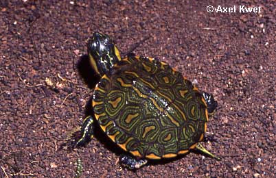  Trachemys dorbigni ID = 