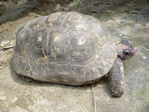  Testudo denticulata ID = 