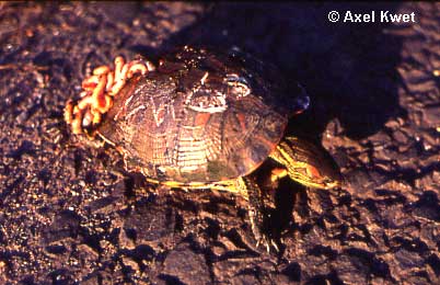  Trachemys dorbigni ID = 