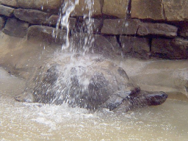  Geochelonia gigantea ID = 