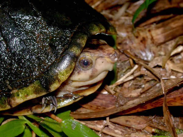  Testudo hermanni boettgeri Eiablage ID = 