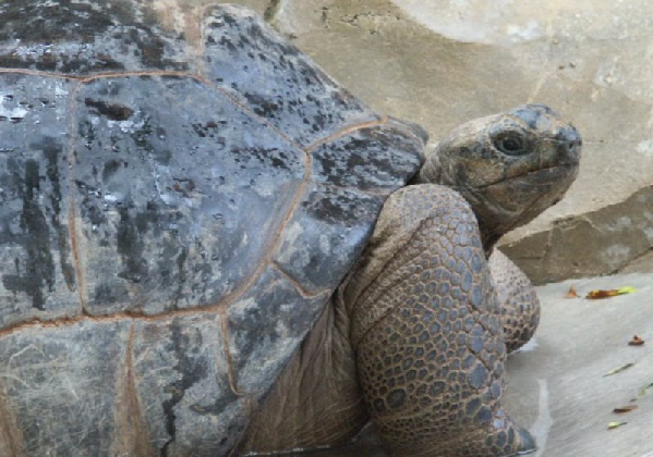  Geochelonia gigantea ID = 