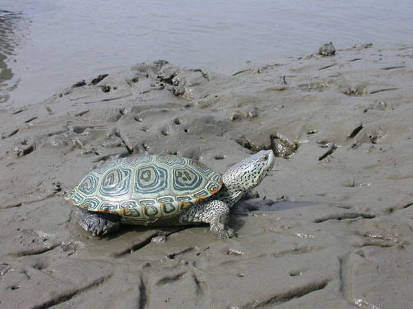  Malaclemys terrapin centrata ID = 