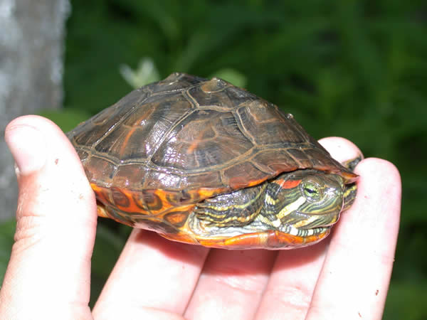  Trachemys scripta elegans ID = 