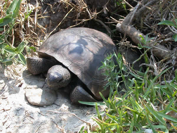  Gopherus polyphemus ID = 