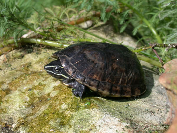  Sternotherus odooratus ID = 