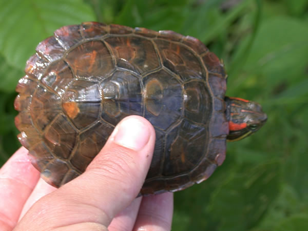  Trachemys scripta elegans ID = 