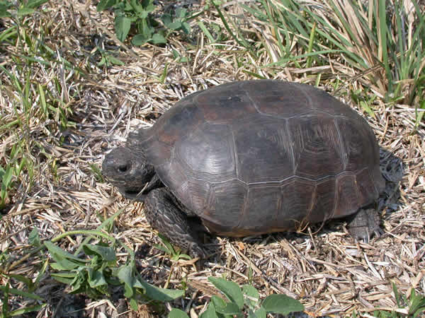  Gopherus polyphemus ID = 