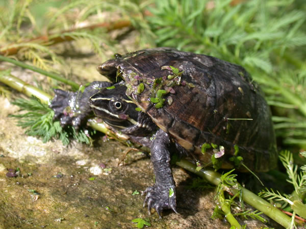  Sternotherus odooratus ID = 