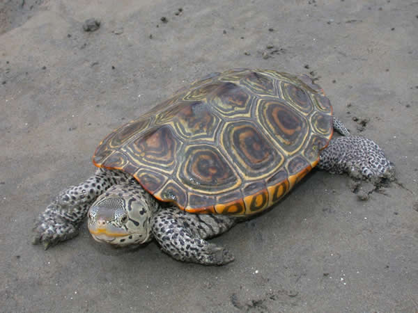  Malaclemys terrapin centrata ID = 