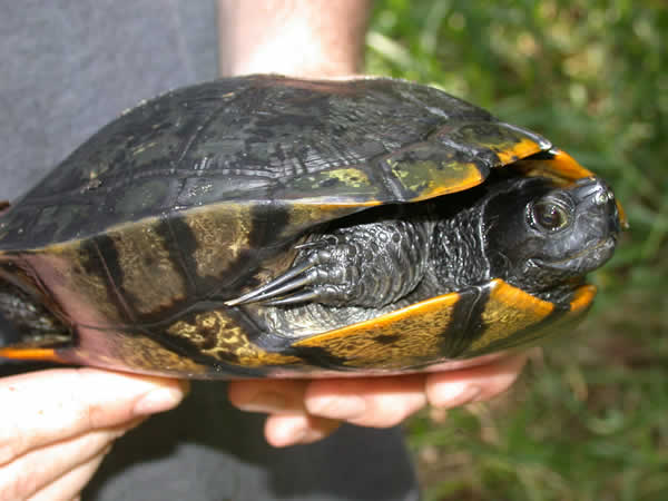  Trachemys scripta elegans ID = 