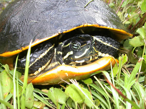  Pseudemys nelsoni ID = 