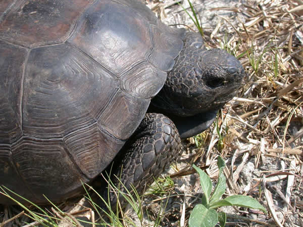  Gopherus polyphemus ID = 