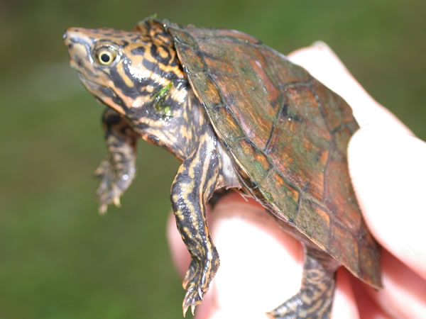  Sternotherus minor peltifer ID = 