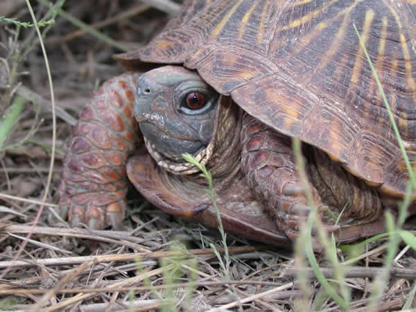  Terrapene ornata luteola ID = 