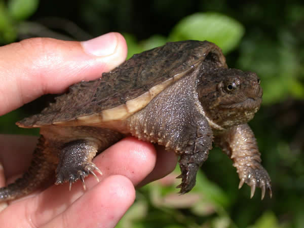  Chelydra serpentina serpentina ID = 