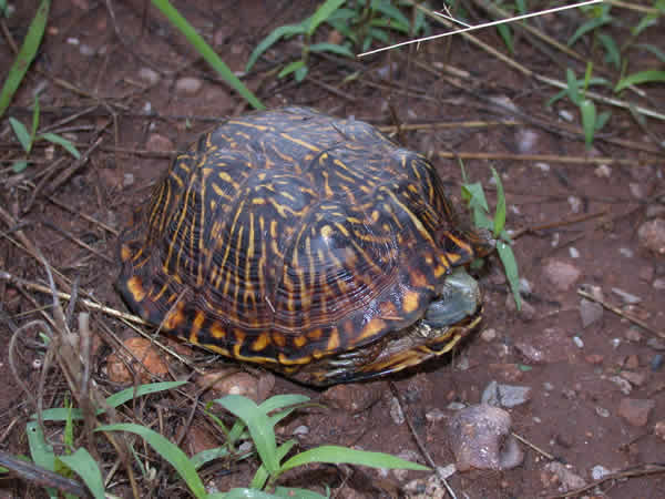  Terrapene ornata luteola ID = 