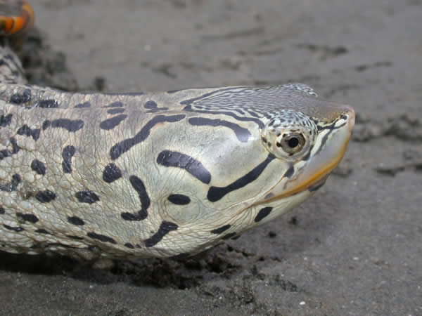  Malaclemys terrapin centrata ID = 