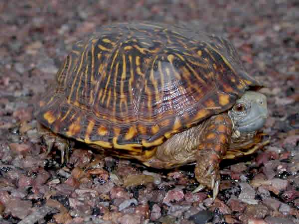  Terrapene ornata luteola ID = 