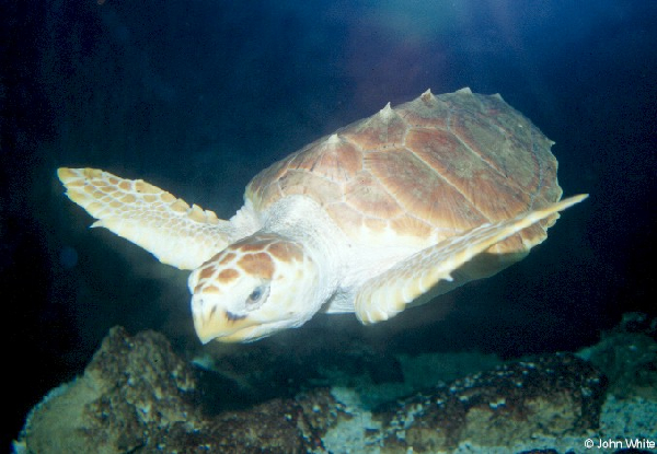  Caretta caretta ID = 