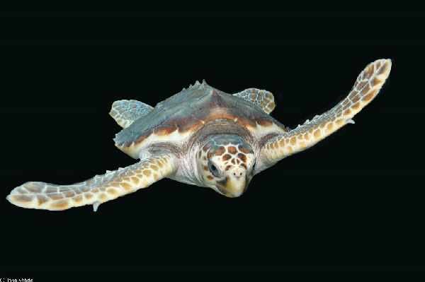  Caretta caretta ID = 