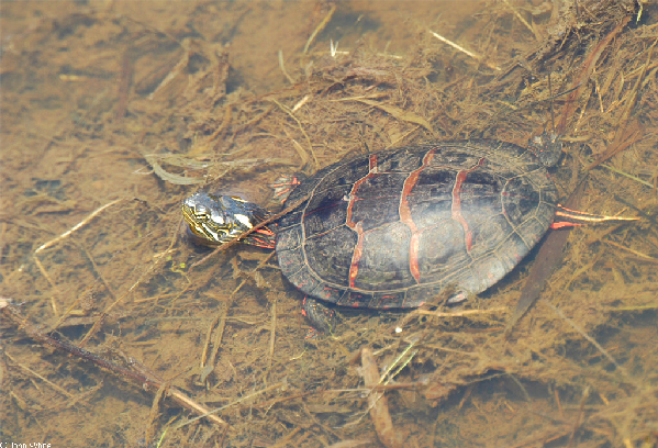  Chrysemys picta picta ID = 