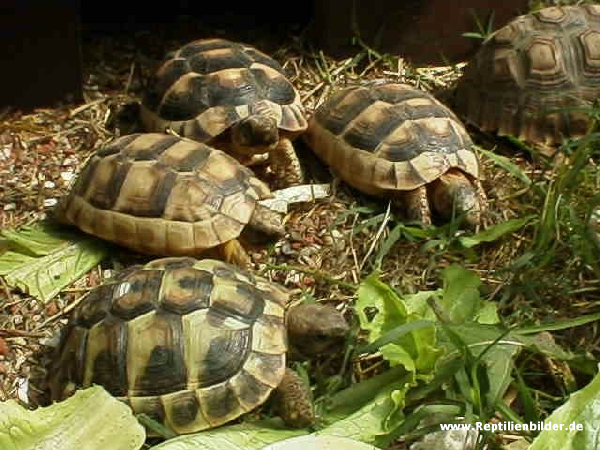  Testudo hermanni b. und Testdudo marginata NZ 03 ID = 