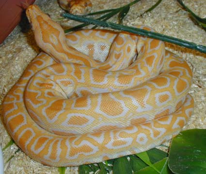  Python m. bivittatus  Albino ID = 
