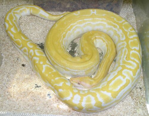  Python m. bivittatus ID = 