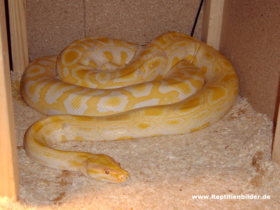  python mollurus albino ID = 