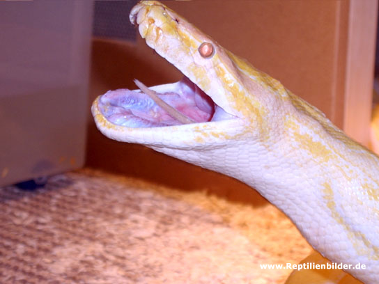  python mollurus albino ID = 