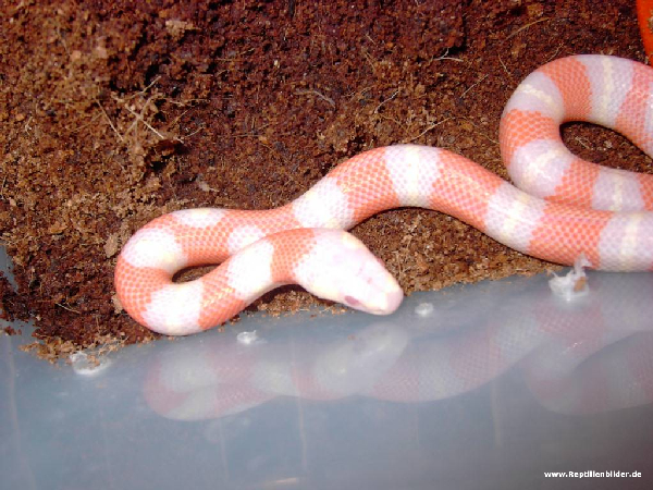  Yellow Hondurensis Albino ID = 