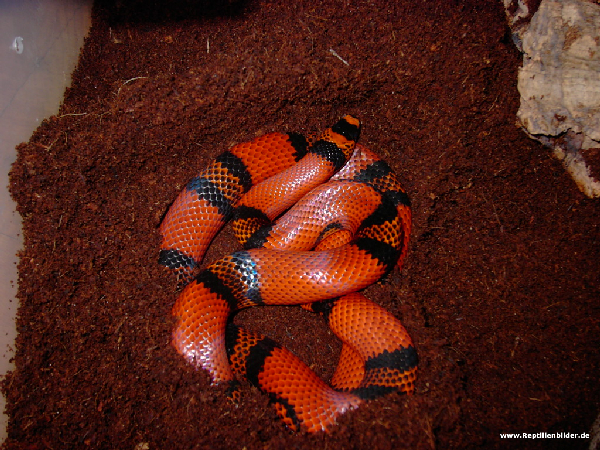  Hondurensis Doppel Het Albino Hypo ID = 