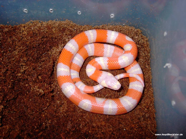  Yellow Albino Hondurensis ID = 