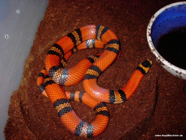  Hondurensis Tangerine Het Albino ID = 