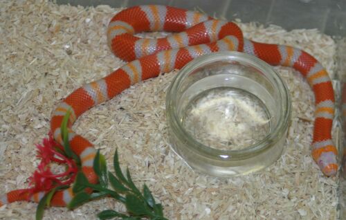  Lampropeltis t. hondurensis ID = 