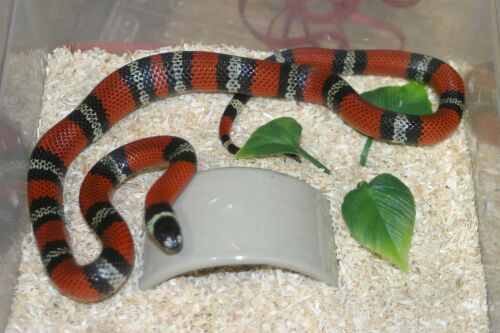  Lampropeltis t. hondurensis ID = 