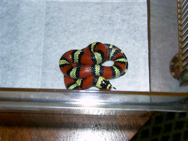  0.1 Lampropeltis tr. hondurensis het anerystik ID = 