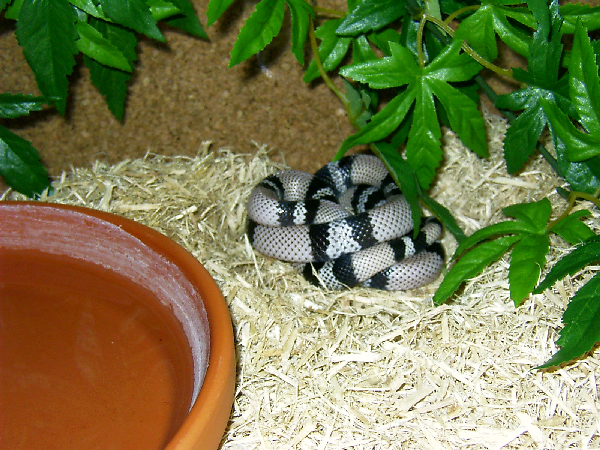  Lampropeltis tr. hondurensis ID = 