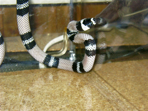  1.0 Lampropeltis tr. hondurensis anerystik ID = 