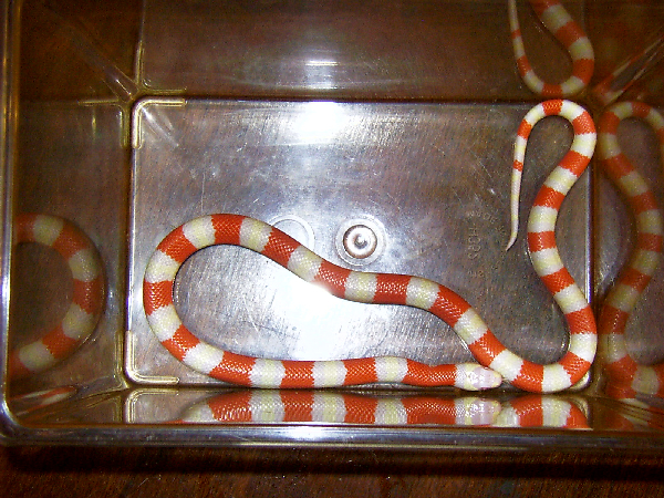  0.1 Lampropeltis tr. hondurensis amelanistik ID = 