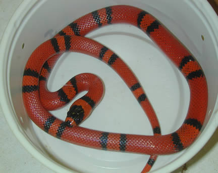  Lampropeltis Hondurensis Tangerin ID = 