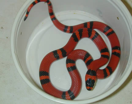  Lampropeltis Hondurensis Tangerin ID = 