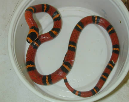  Lampropeltis Hondurensis Tangerin ID = 