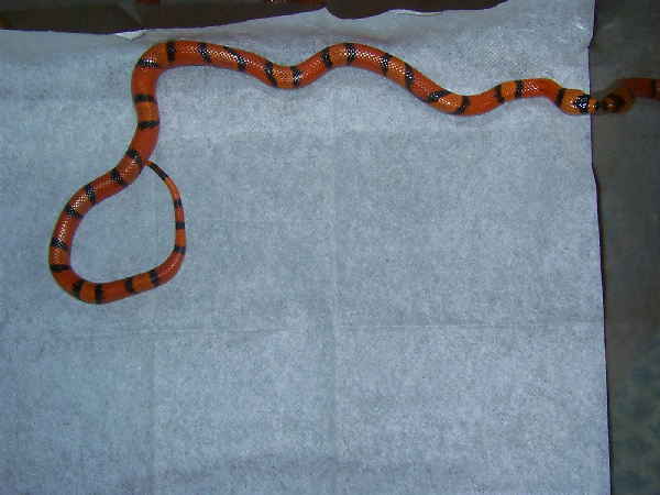  0.1 Lampropeltis tr. hondurensis hypo tangerine ID = 