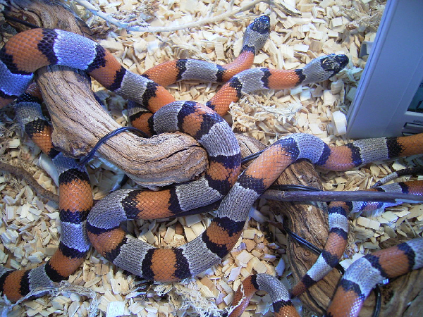  Lampropeltis mexicana blairi ID = 