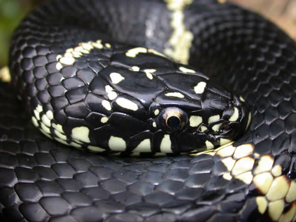  Lampropeltis getula getula ID = 