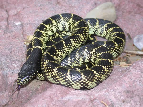  Lampropeltis getula splendida ID = 