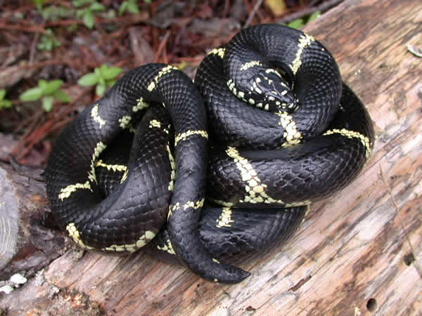  Lampropeltis getula getula ID = 