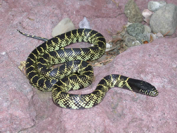  Lampropeltis getula splendida ID = 